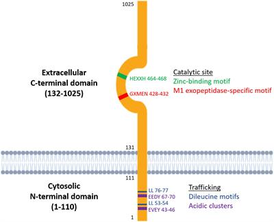 Is There an Interplay Between the Functional Domains of IRAP?